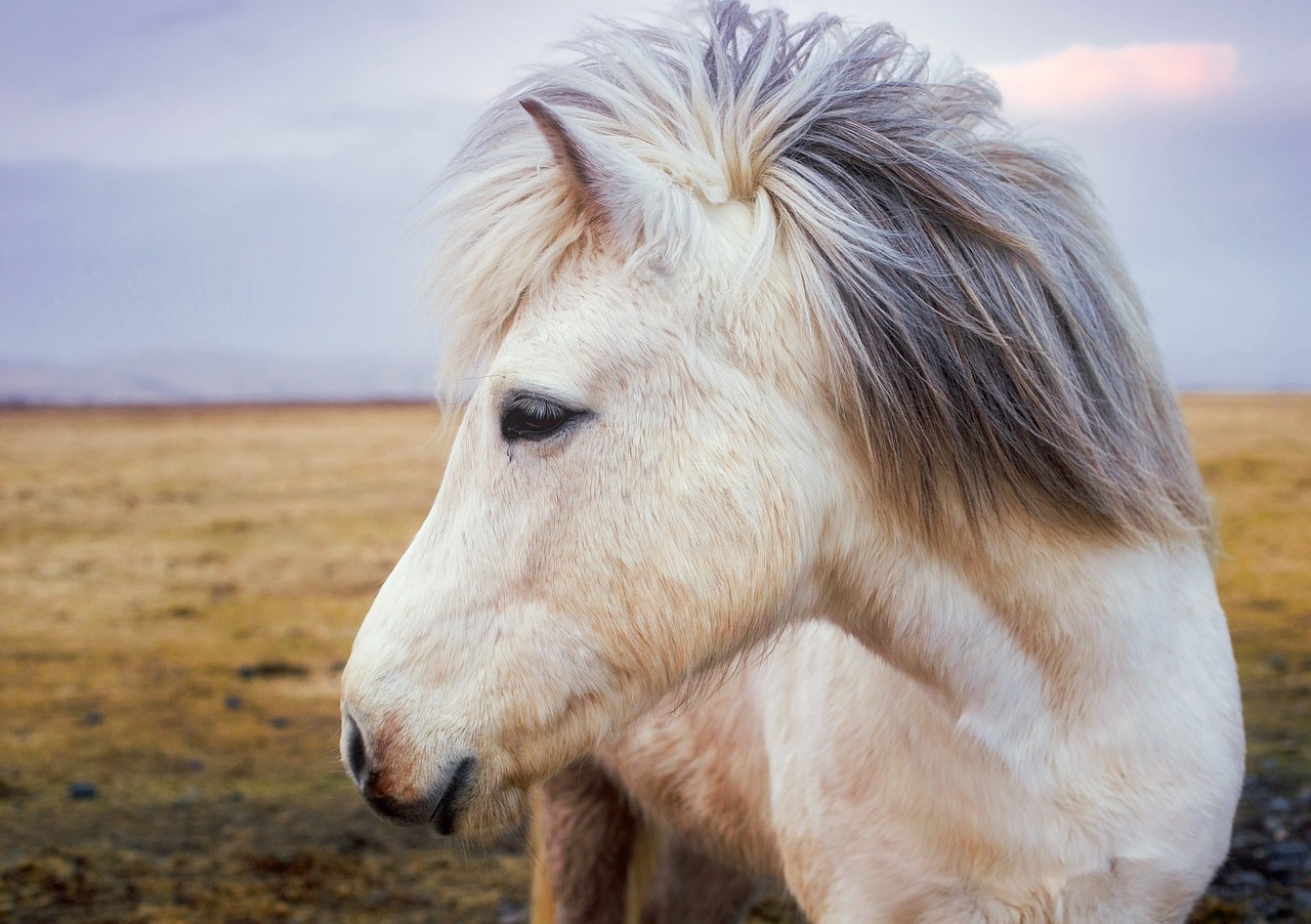 The Enchanting World of Mongolia's Winter Horse Festival